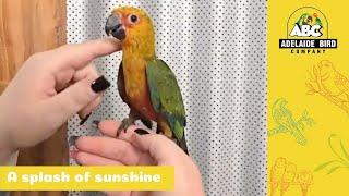 Tame Baby Hand-Raised Jenday Conures | Adelaide Bird Co