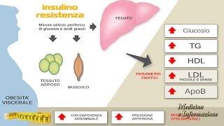 Insulino Resistenza: che cosa è, come si contrasta per evitare il diabete