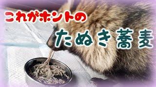 これが本当のたぬき蕎麦!(Tanuki eating soba)