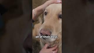 This is a Prayer for Your Dog #shorts #prayerforadog #prayersforanimals #learntopray #religion