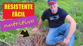 El arbusto más resistente y eficiente. Como sembrar yuca por estaca. Como es, cultivo y cosecha.