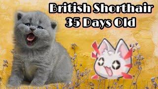 Cute Kittens -  British  Shorthair 35 Days Old.