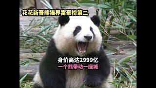 huahua Giant panda大熊猫花花新晋熊猫界富豪榜第二，身价高达2999亿，一个熊带动一座城