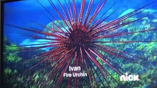 Surf's Up - Ivan the Fire Urchin