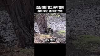 호랑이의 경고 하악질에 곰이 보인 놀라운 반응