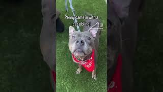 Penny 215207 a cat friendly charmer