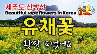 제주도 유채꽃 명소 산방산 봄꽃 당일치기여행 Korea's rape flower attractions