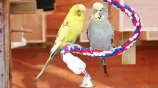 30 Minutes of Budgies - Playing, Singing and Talking