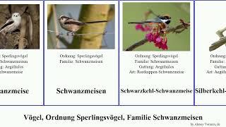 Vögel, Ordnung Sperlingsvögel, Familie Schwanzmeisen birds Rußschwanzmeise Weißwangen-Schwanzmeise