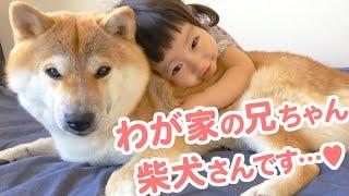 生まれた時から隣にずっと… 1匹の柴犬がお兄ちゃんになるまで