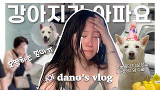 한중커플ㅣ 급하게 다녀온 한국 vlogㅣ백호가 아파요ㅣ숨겨왔던 나의 sad 스토리ㅣ강아지 종양 수술ㅣ10년은 너무 짧잖아요