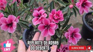 Como eu Replanto Minhas Rosas do Deserto - Mostrei meus Cactos  