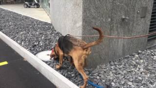 2016-10-29 K-9 Bruce & Mathias - trail in industrial estate