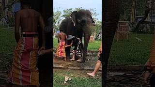 හීලෑම එයා ️!!  Sri Lanka Elephant | moment  2024  #shorts #srilanka #elephant