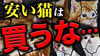 ペットショップで初めて猫を飼う人は絶対見てください。