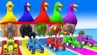 5 Giant Duck Cartoon, Paint & Animals Tiger,Gorilla,T-Rex,Dog,Cat,Cow Wild Animals Crossing Fountain