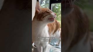 He has much to say! #shorts #indooroutdoorkat #funnyanimals