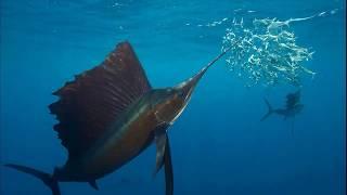 Facts: The Sailfish