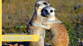 Explore el mejor día del mundo: Un día lleno de brillo natural | Episodio Completo