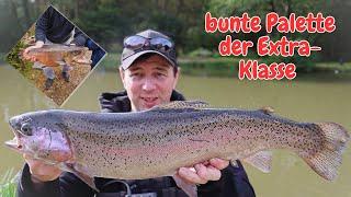 Forellenangeln im Herbst Lachsforellen Gummiköder Garlstedter Fischzucht Ultralight Angeln Powerbait