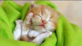 Funniest Animals 2023 | Funniest Cats and Dogs  Part 4 | @mihaifrancu shorts