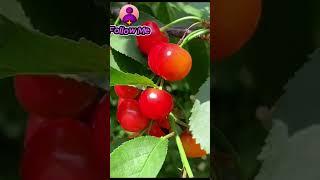 #cherry#cherry#yotubeshorts#shorts#foryou#sport#mychannel#agrivologs