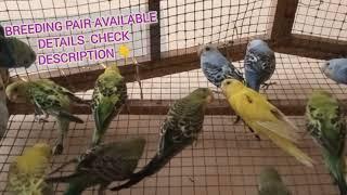 Beautiful color Lovebirds | Breeding pair Birds | Chennai RR aquarium