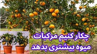 چکار کنیم درخت مرکبات سریعتر رشد کند و میوه های بیشتر و سالم بدهدبرای درخت گلدانی و باغ میوه