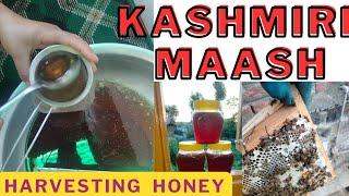 Honey kub or kis tarah nikla Maash   kashmiri  audio | When to harvest honey #harvesting #honey