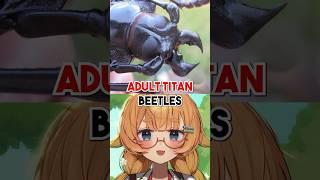 The World's BIGGEST BEETLE Is Actually SHY?!
