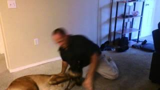 Wrestling with my English Mastiff puppy