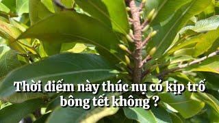 Bây giờ có thúc nụ kịp trổ bông tết không ? 22-10 âm lịch