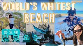 世界上最白的沙滩？！可以喂野生魔鬼鱼？你敢挑战吗？Whitest sand in the world & Feeding Wildlife Stingrays