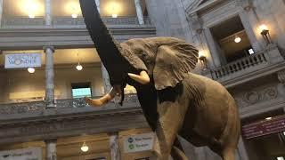 Natural History Museum - Wonders in National Museum of Natural History