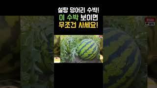 맛있는 수박 고르는 방법! #수박, #수박고르는법, #꿀팁, #수박고르기 #설탕수박 #돈되는상식