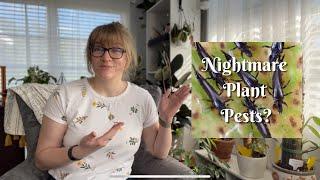 How to Get Rid of Houseplant Pests - I Found Thrips in My Plant Collection- Plant Chores