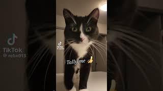 come MR tally Man tally my banana #funny #reels #foryou #funnycats #mrtallyman