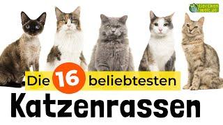 Top 16 - Die beliebtesten Katzenrassen 