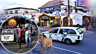 OFFERING TAXI OPERATORS 40K TO HELP THIEF SOME GOATS PRANK POLICE GOT INVOLVED SOFTWARE E-COMMERCE