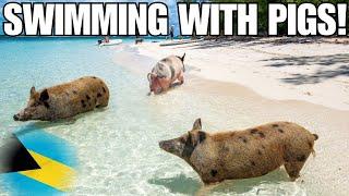 My CRAZIEST adventure yet?! Swimming with pigs  in the Bahamas!! 