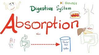 Absorption of Food - How nutrients reach your blood - Gastrointestinal (GI) Physiology