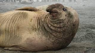 Elephant Seal documentary by CRP films