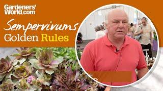 Caring for sempervivums - Golden Rules