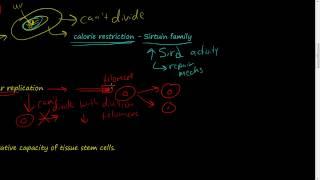 #17 - Cellular Aging - Telomere, Telomerase, DNA Damage, Stem Cell