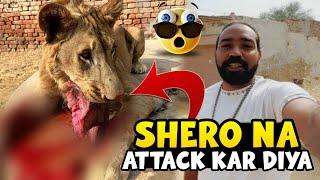 Fresh meat For Shera | Shera na Attack kar dia | Feeding My Lion