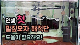 디스커스 키우기, 생애 첫 디스커스, Discus fish, Taengsunny, 탱써니물생활