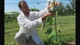 Training Young Vines