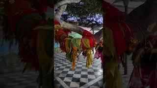 Vanshivat Vrindavan #vrindavan #premanandjimaharaj #devotional #travel #love #vlog #