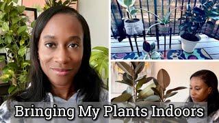 Bringing My Plants Indoors I Prepping My Indoor Space I JerseyWifeJerseyLife