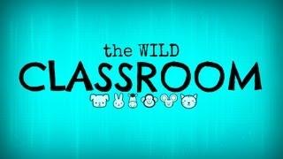 the WILD Classroom:  Phylogeny